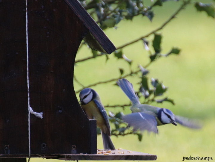 Mésange Bleu