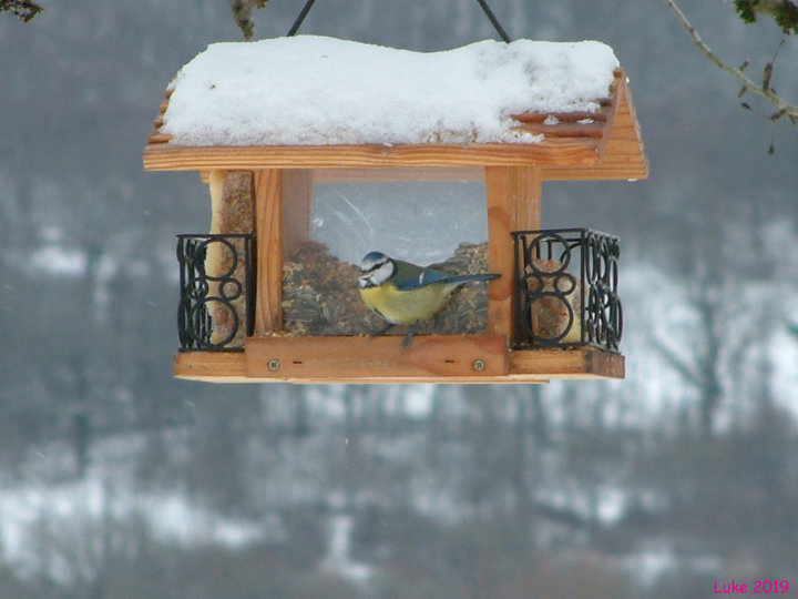 Mésange Bleu