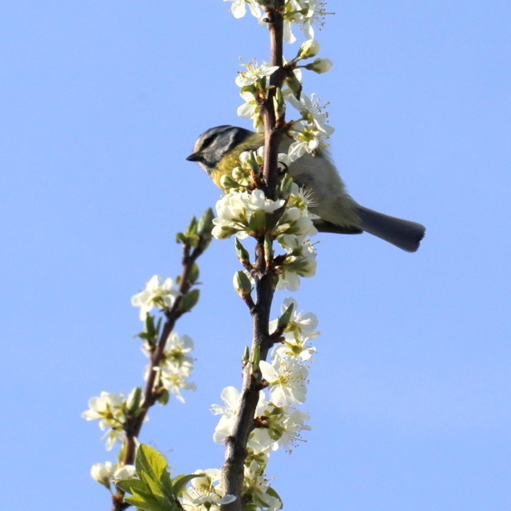 Mésange bleu