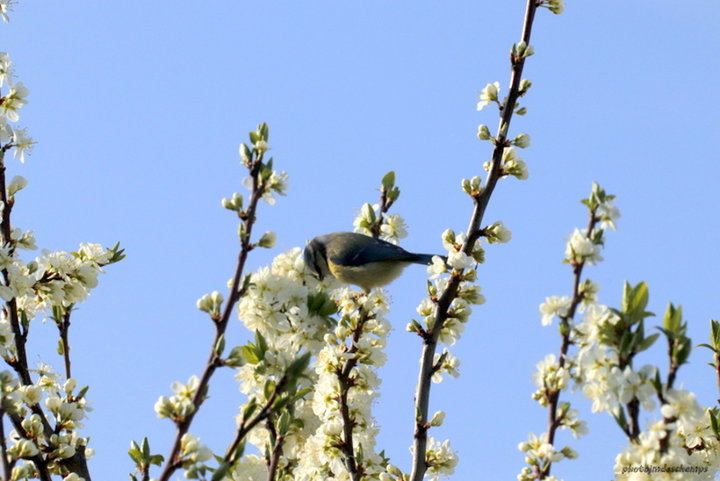 Mésange bleu