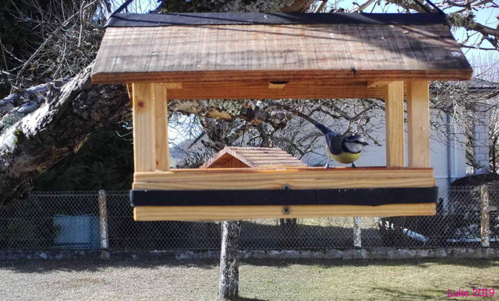 Mésange Bleu sur mangeoire plateau