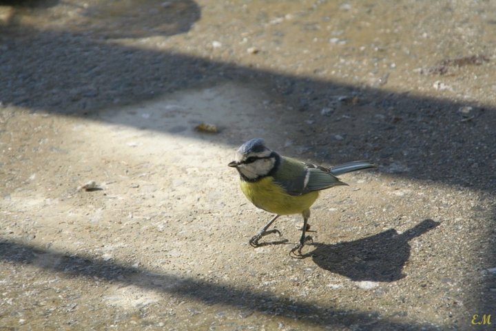 Mésange bleue