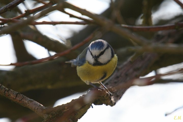 Mésange bleue