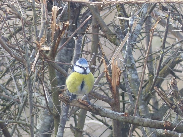 Mésange bleue