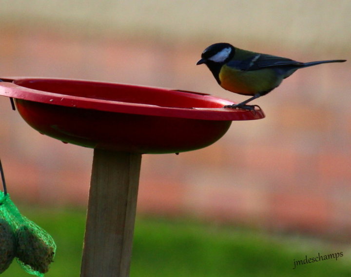 Mésange charbonnière