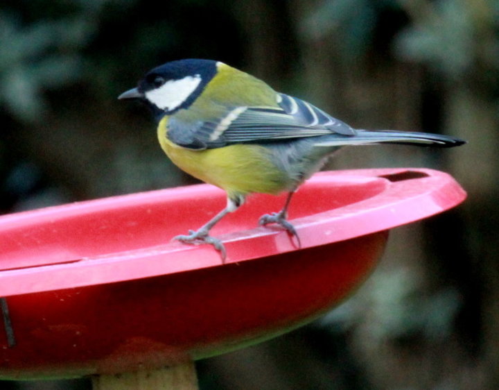 Mésange charbonnière