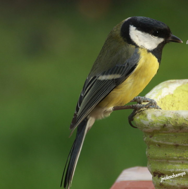 Mésange Charbonnière