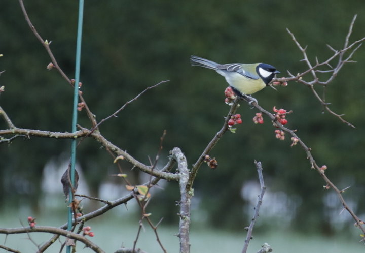 Mésange Charbonnière