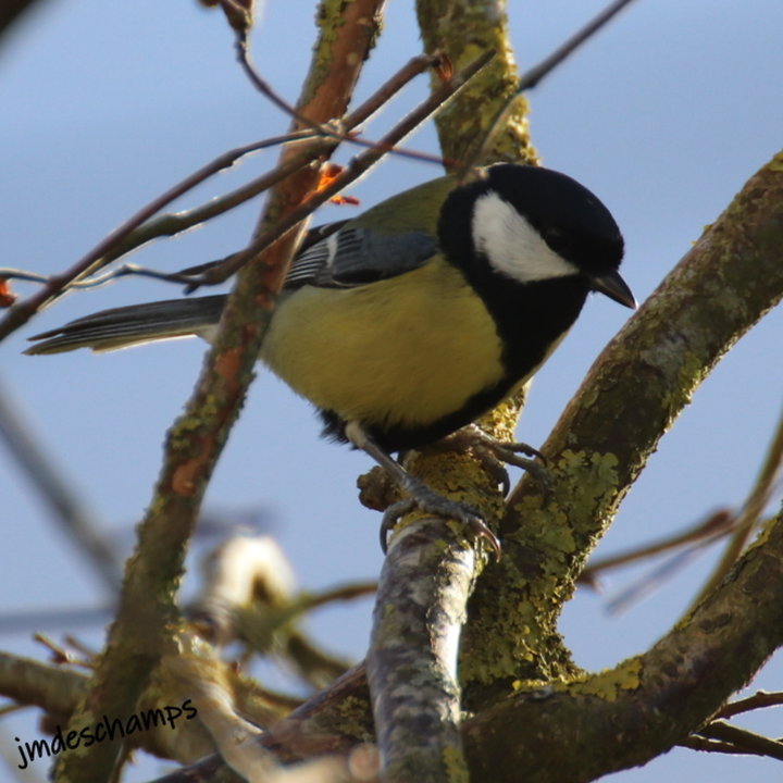 Mésange Charbonnière