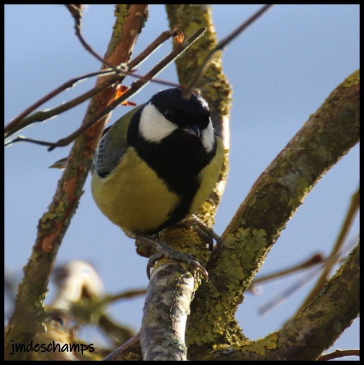 Mésange Charbonnière