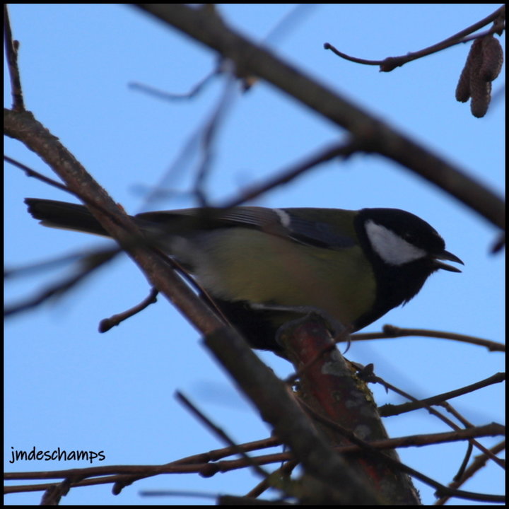 Mésange Charbonnière