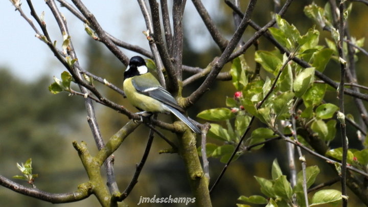 Mésange Charbonnière