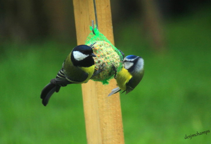 Mésange  charbonnière et petite mésange bleu