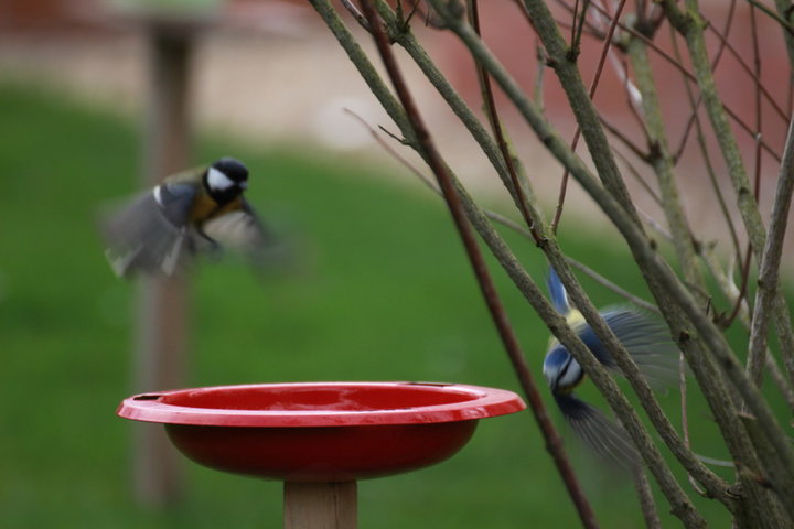 Mésange charbonnière et une petite bleu