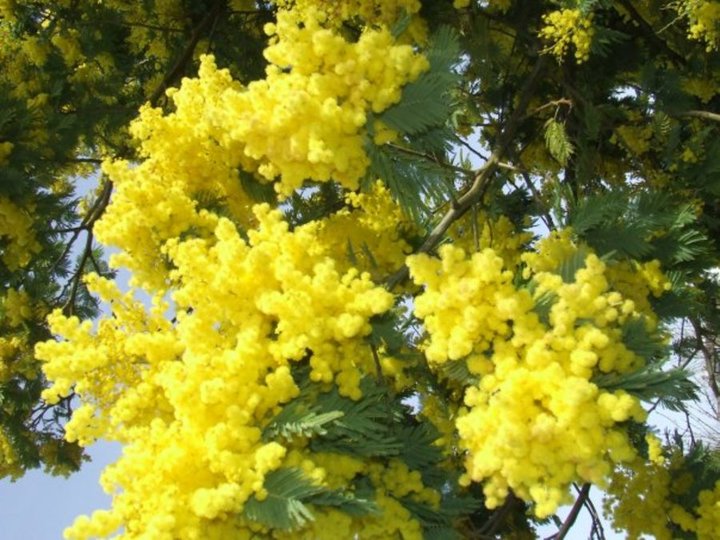 Mimosa