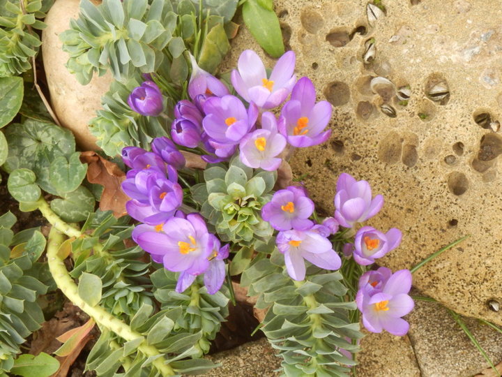 Mini crocus