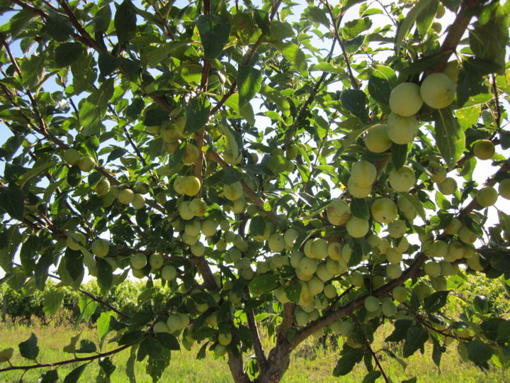 Mirabelles