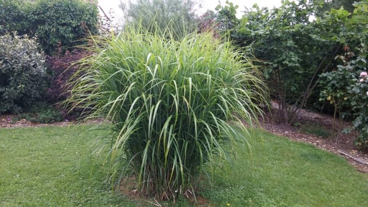 Miscanthus