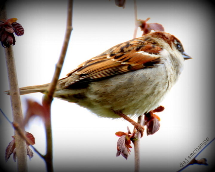 Moineau