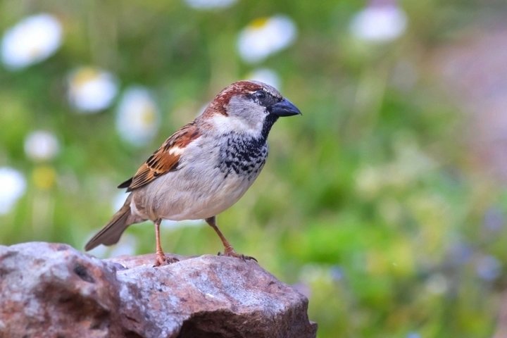 Moineau domestique