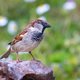 Oiseaux de mon jardin et des environs