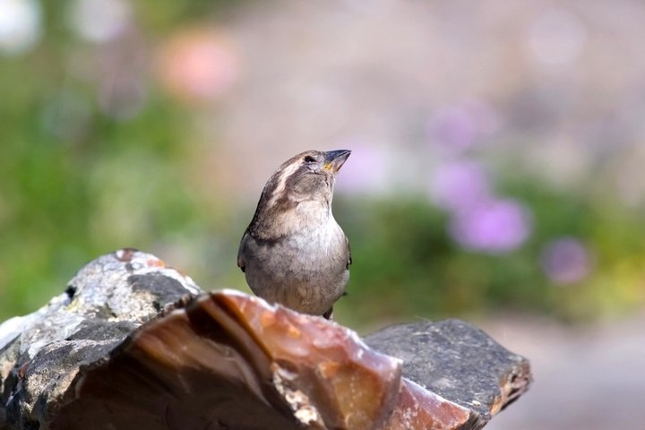 Moineau domestique