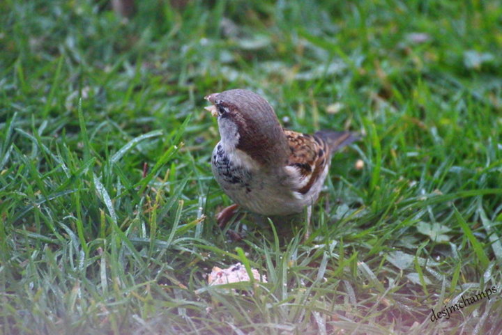 Moineau Domestique