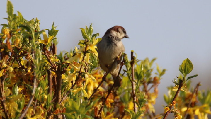 Moineau Domestique