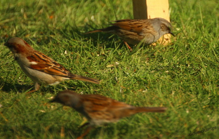 Moineau et accenteur mouchet