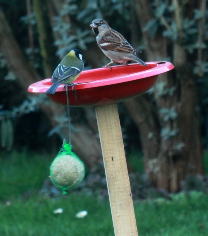 Moineau et mésange