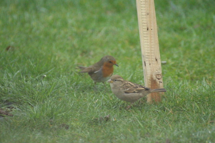 Moineau et rouge gorge