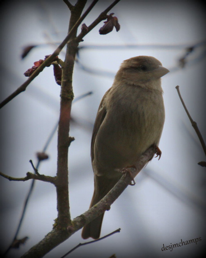 Moineau Femelle