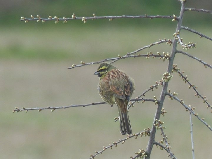 Moineau ou pas ?