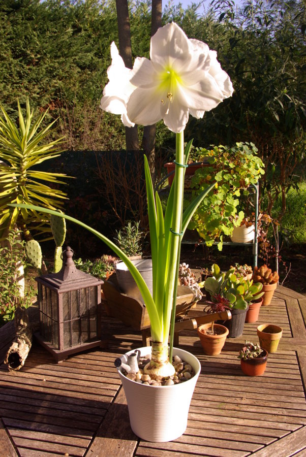 Mon amaryllis en fevrier 2014