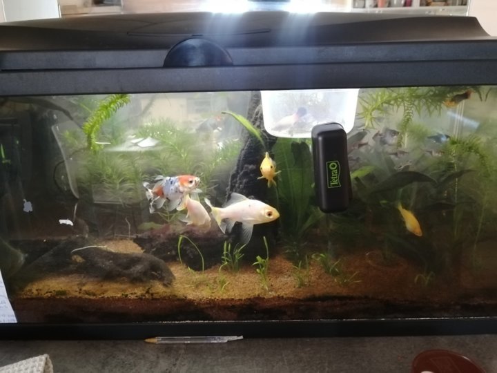 Mon aquarium