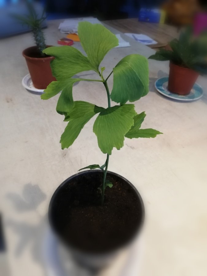 Mon bébé ginkgo biloba