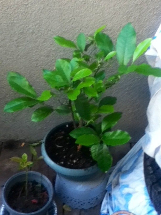 Mon citronnier.