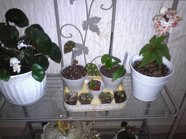 Mon coin plantes vertes