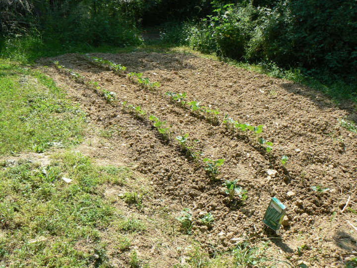 Mon deuxième jardin...