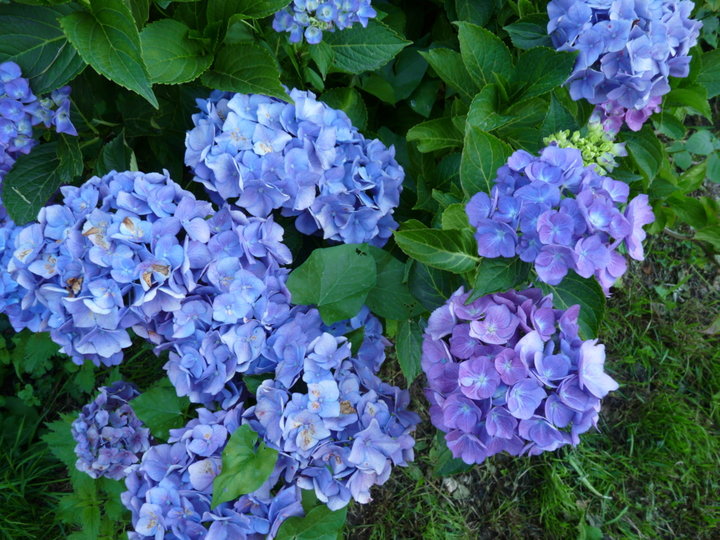 Mon hortensia bleu