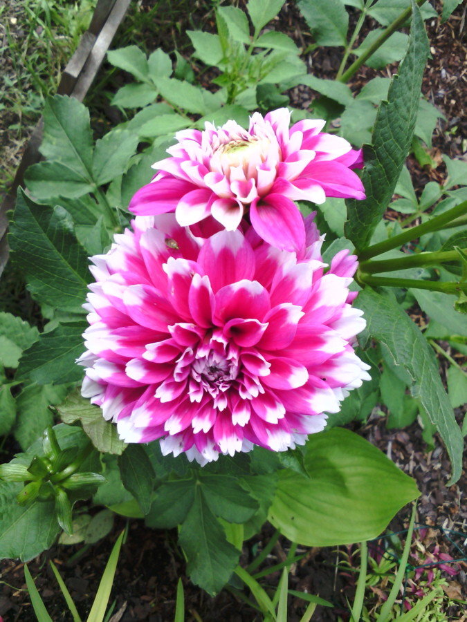 Mon jardin et mes dahlias