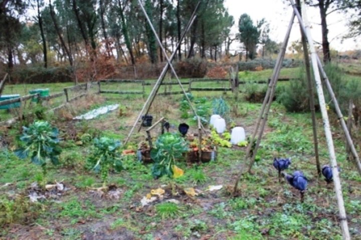 Mon jardin  l'hiver