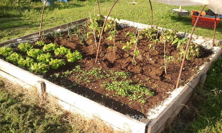 Mon petit potager au carré 