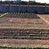 Le jardin de l artiste