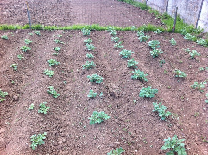 Mon potager