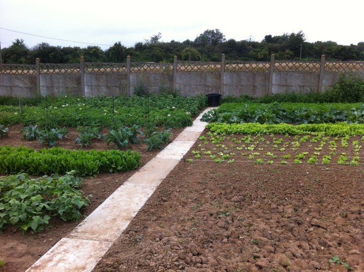 Mon potager