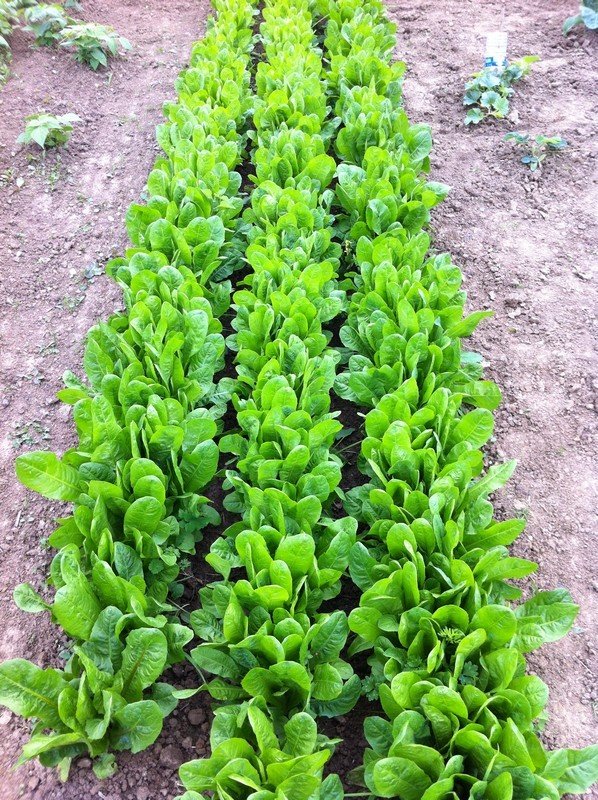 Mon potager