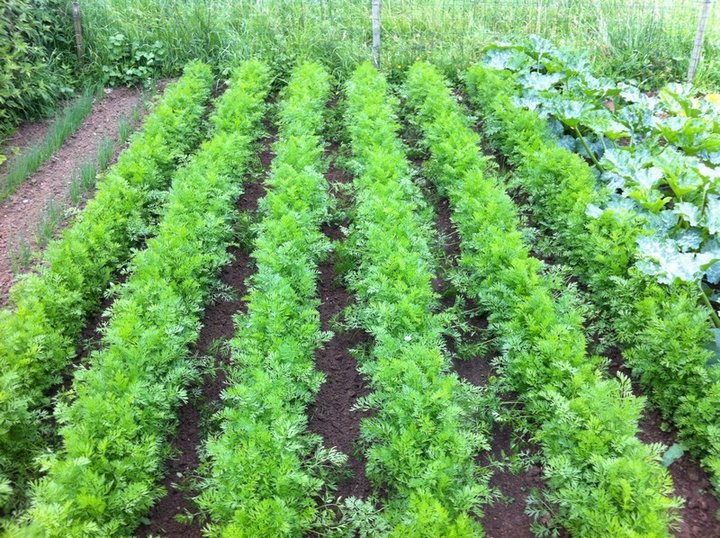 Mon potager