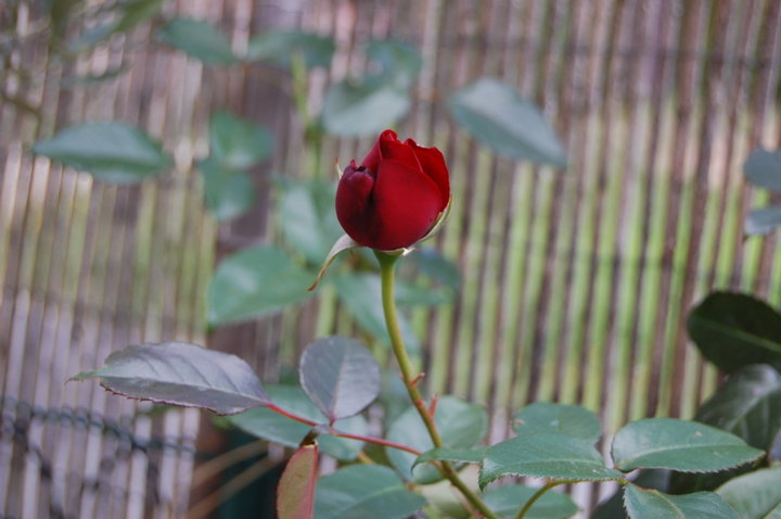 Mon rosier préféré ;