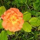 Mes fleurs